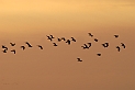 Lapwing flock at dusk - D